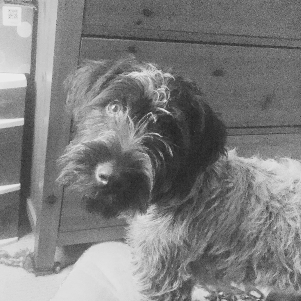 Meet your Posher, Brigid